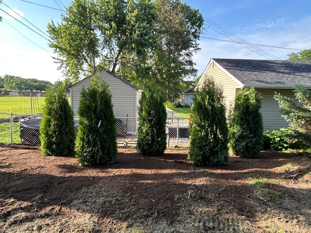 Project Creating a Natural Privacy Fence with Arborvitae Trees image