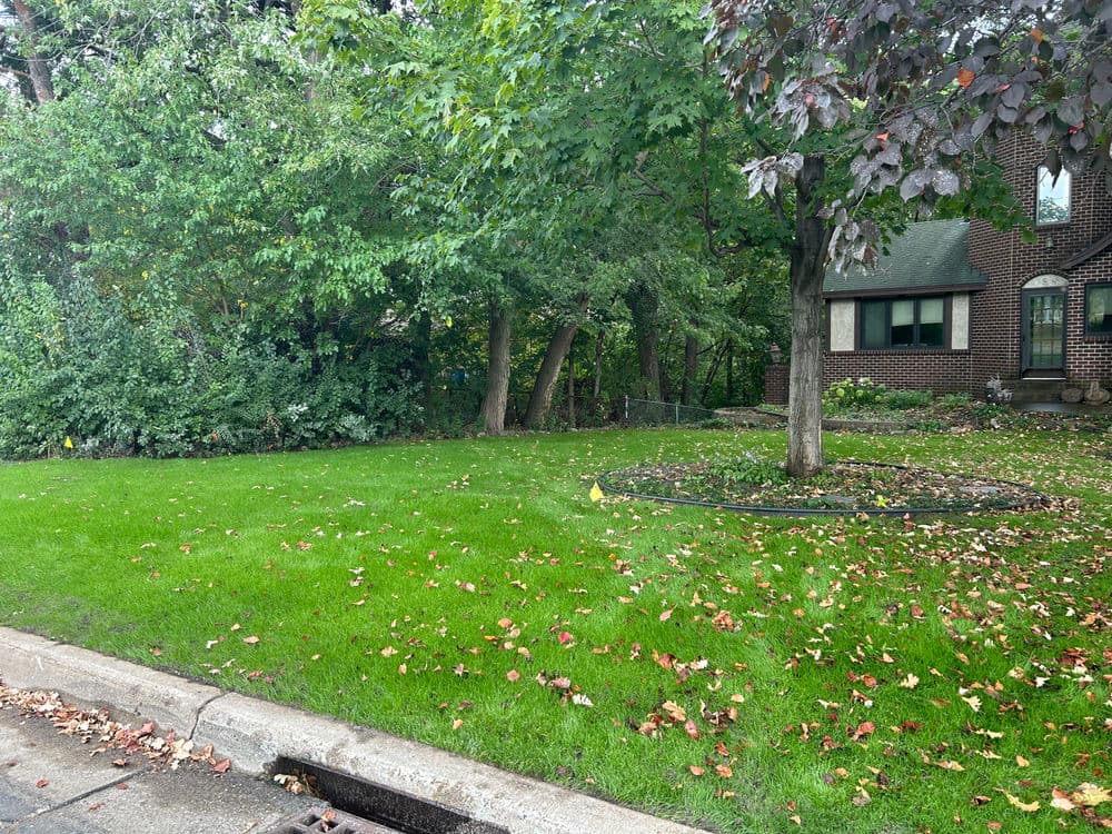 Gallery photos for Achieving a Lush Green Lawn in Bloomington: Image #5