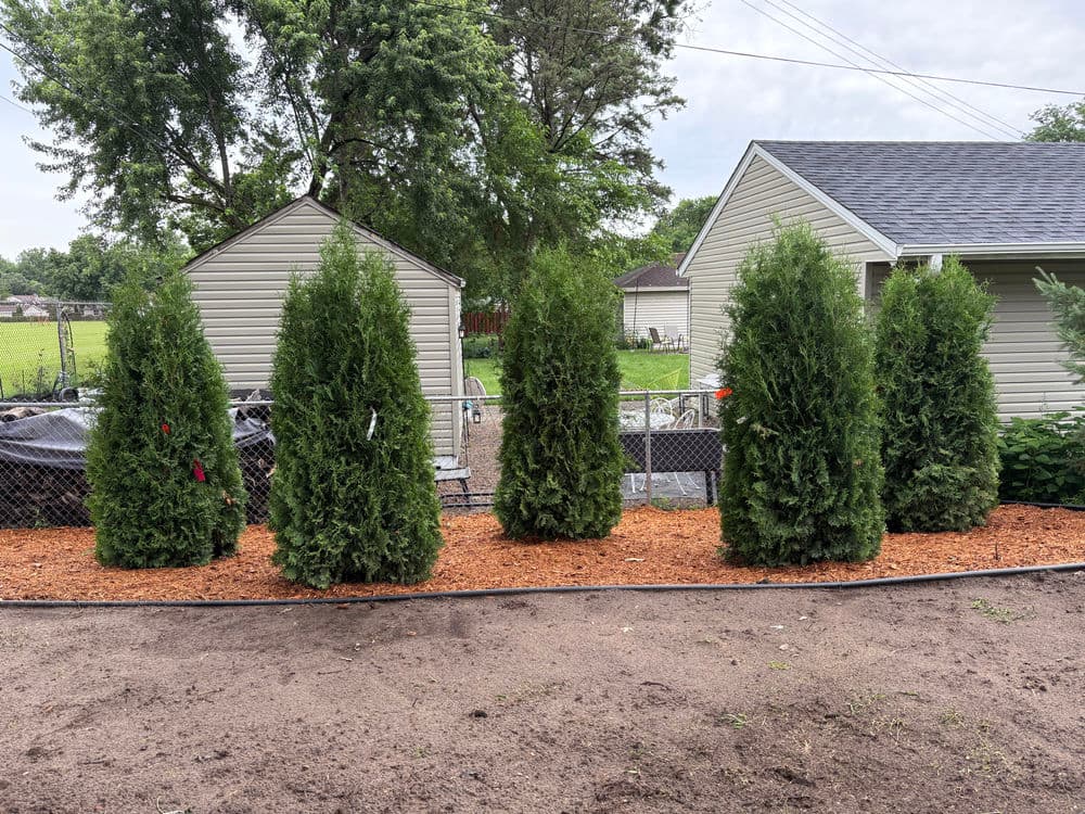 Gallery photos for Creating a Natural Privacy Fence with Arborvitae Trees: Image #1